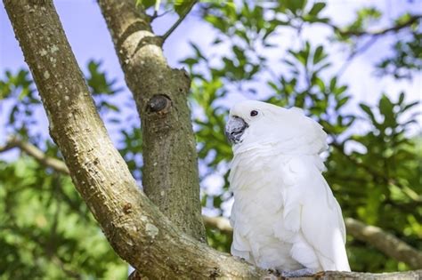 鳥 風水 意味|縁起の良い鳥15選！幸せを呼ぶ鳥・幸せを運ぶ鳥 